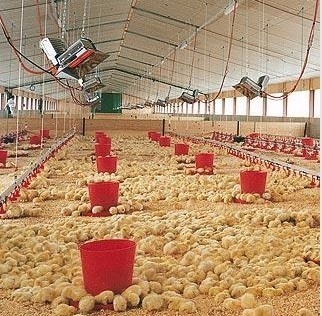 THD2608 Kümes Gazı Brooder Isıtıcı NG LPG Kızılötesi Isıtma Elemanı