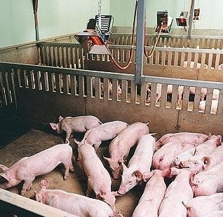 Sera Depo Kızılötesi Brooder Isıtıcı Gaz Katalitik THD2606